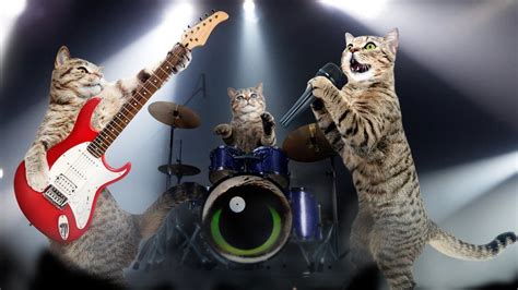 what type of music do cats like? Do they prefer classical or rock?